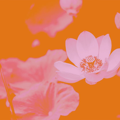 Moistaholic Face Toner 100ml